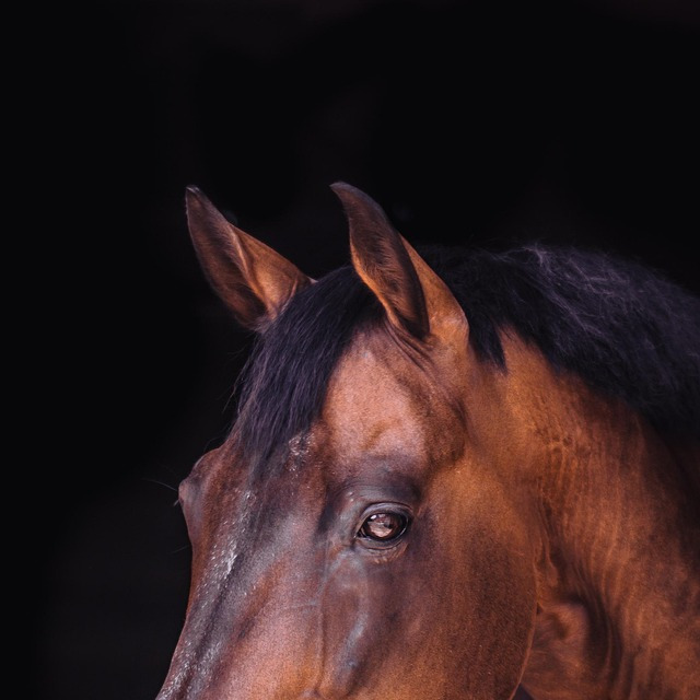attorney portrait headshot